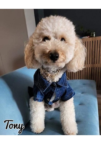 Denim Kedi Köpek Kot Ceket