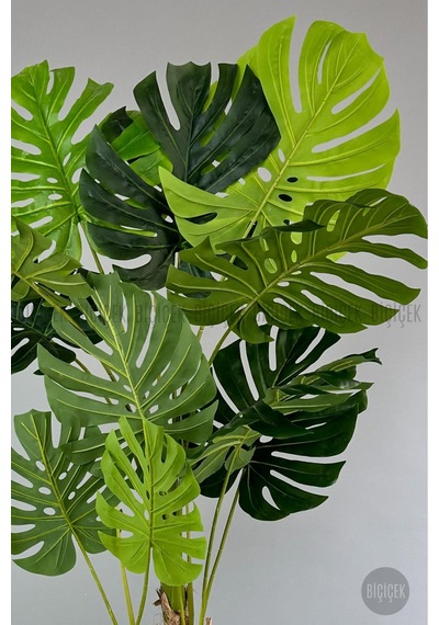Yapay Monstera Ağacı Deve Tabani 190 Cm Krem Datça Saksıda