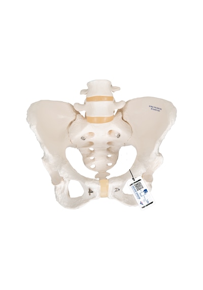 Kadın Pelvis Modeli - Hareketli