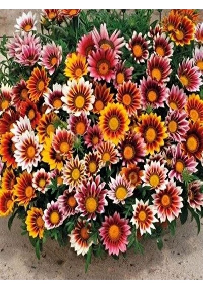 Videolu 10'lu Sarılı Kahverengili Gazanya Çiçeği 20-30 Cm Tüplü Çiçekli Bodur Bitkiler Gazania