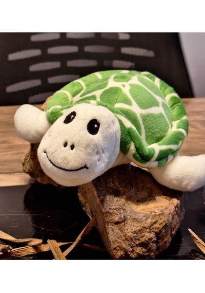 Caretta Caretta Kaplumbağa Küçük Yeşil
