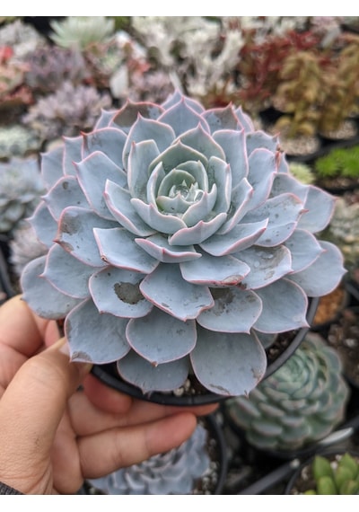 Echeveria Morning Beauty - Sabah Güzeli Sukulent 50 Adet