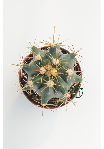 Ferocactus Horridus Kaktüs - 5.5 Cm Saksıda