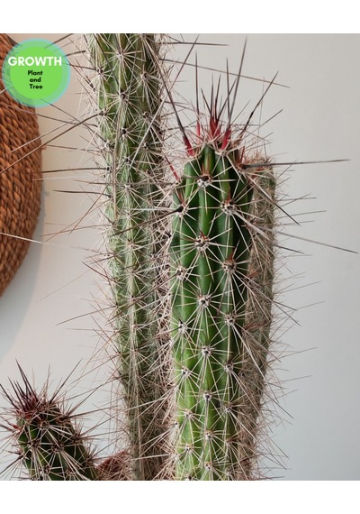 Peniocereus Serpentinus Kaktüs 1 Adet