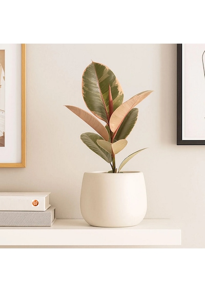 Pembe Alacalı Kauçuk Bitkisi Parlak Yapraklı Ficus Elastica 60-70 Cm