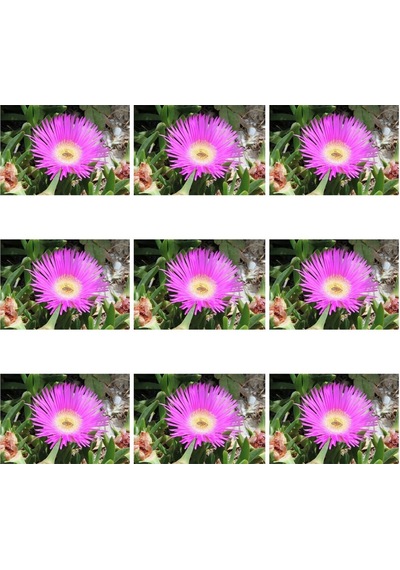 Videolu 45 Adet Kaz Ayağı Çiçeği- Yer Örtücü 5-10 Cm Tüplü Çiçekli Bodur Cotyledon Orbiculata