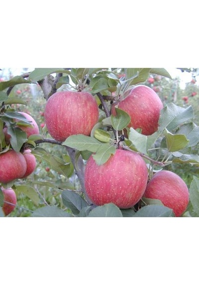 Fuji Elma Fidanı Aşılı - 2 Yaş Tüplü 80-100 Cm