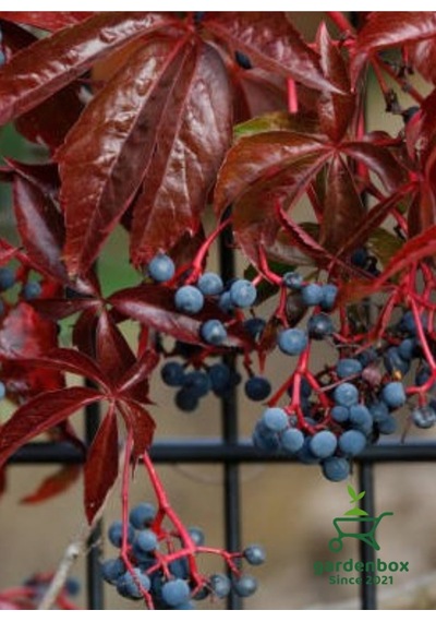 Amerikan Samaşığı Soğuğa Dayanıklı 50-80cm Saksılı/tüplü Parthenocissus Quinquefolia