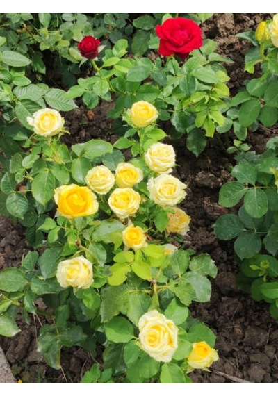 Yediveren Sarı Renkli Landora Gül 25 50 Cm 1 Adet Saksılı Aşılı Gül Yellow Rose