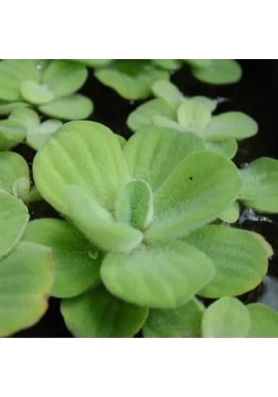Pistia Su Marulu Bitkisi, Akvaryum Suyu Temizler Ve Filtreler