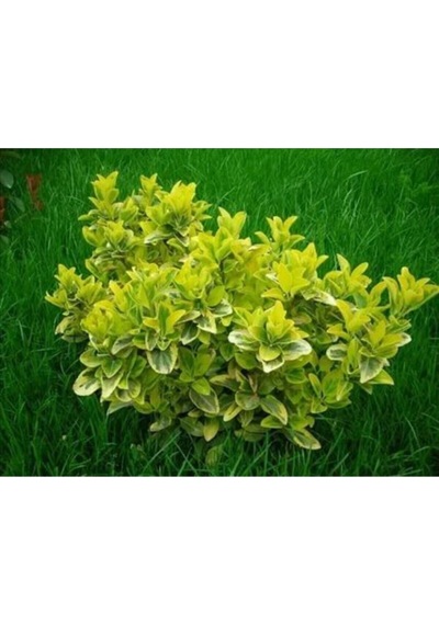 Gold Taflan Çiçeği Fidanı 25-45 Cm Saksılı Çiçekli Bodur Bitkiler Golden Euonymus
