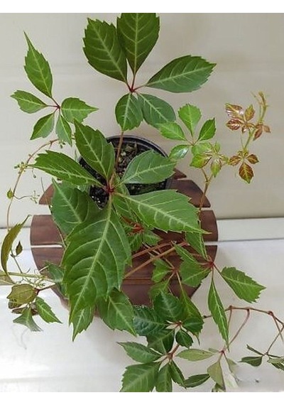 Dekoratif Bahçe Duvar Sarmaşığı 40-60cm Saksılı Tüplü Canlı Bitki