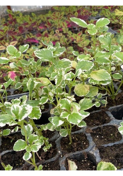 Alacalı Aromatik Kokulu Plectranthus Forsteri Çiçeği 10-20cm
