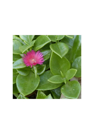Buz Çiçeği Fidanı Sukulent 10-20 Cm