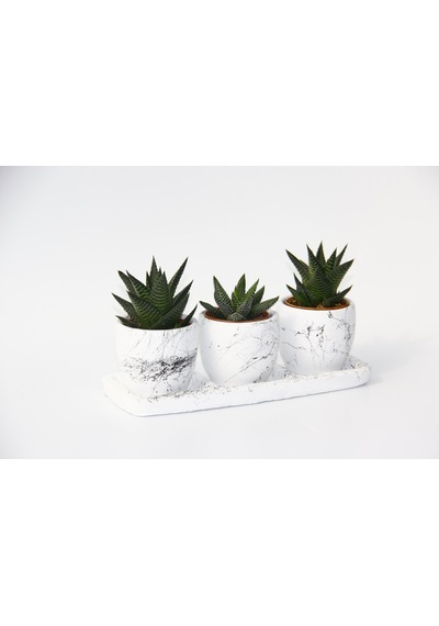 Trio Beyaz Sukulent Seti - Haworthia Pumila. Limifolia