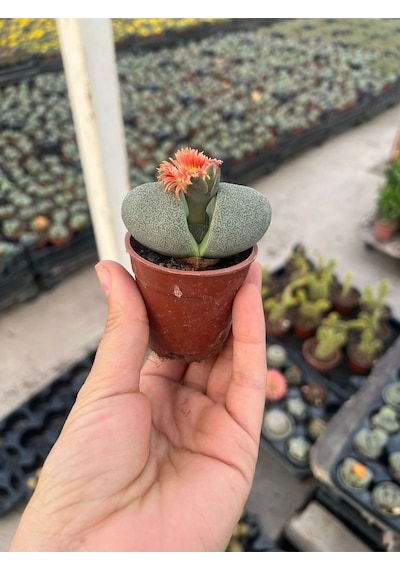 Taş Kaktüs Lithops Pleiospilos Nelii Cactus 6,5 Cm