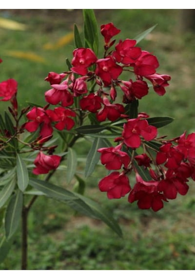 Kırmızı Renk Bodur Zakkum Bitkisi 1 Adet Saksılı/ Tüplü 30-45 Cm Red Oleander
