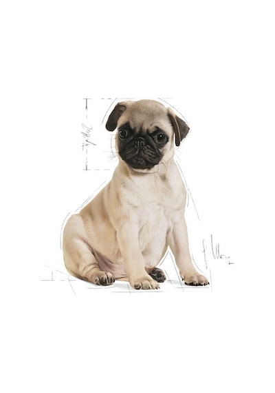 Royal Canin Pug Junior Yavru Köpek Maması 1.5 KG
