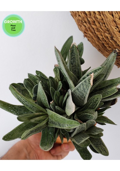 Little Warty Group 1 Adet