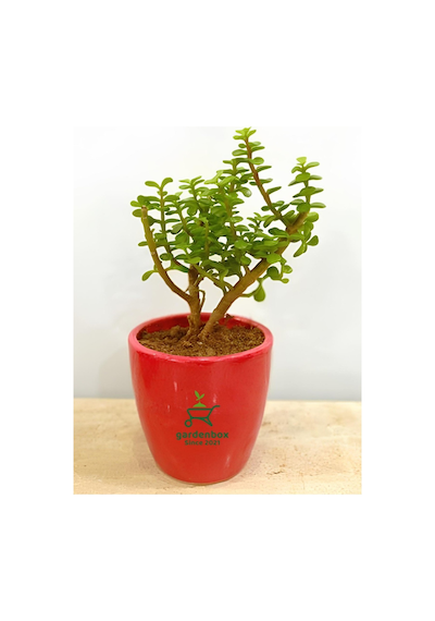 Yeşim Çiçeği 1 Adet Sukulent Dekoratif Bitki 10-15cm Crassula