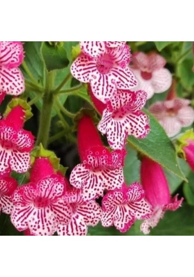 Özel Çeşit Frances Kohleria Japon Küpelisi Çiçeği Fidesi Mini Potta