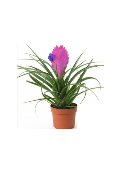 Hava Bitkisi (Tillandsia) Airplant  15-20 cm 2 Adet