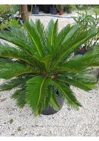 Formlu Cycas Revoluta - Sikas Japon Sago Palmiyesi 80-100cm Canlı İç Dış Mekan Bitkisi