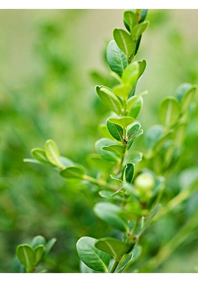 Videolu Şimşir Çalı 30-40 Cm Saksılı/tüplü Dış Mekan Bitkileri Buxus Microphylla 'faulkner'