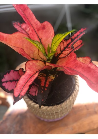 Hasır Saksıda Renkli Kraton - Codiaeum Variegatum Sunny Star N11.91