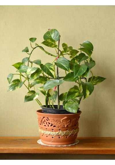 Videolu Alacalı Pothos Potos Salon Sarmaşığı Mini Saksılı 10 30 Cm 1 Adet Iç Mekan Bitkisi