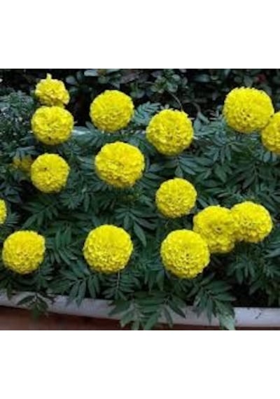 20 Adet Tohum Organik Balkon Çiçeği Sarı Kadife Çiçeği Tohumu Sak