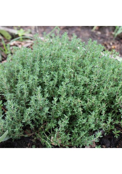 10 Adet Biberiye Fidanı Rosmanirus Officinalis Dahil
