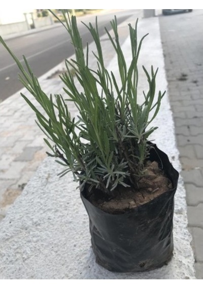 Lavanta Fidanı 2 Adet 15-25 Cm Intermedia