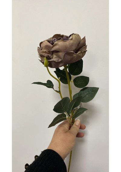 Kahve Austın Gülü 60 Cm Açık Kahverengi