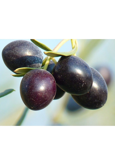 Fidan & Peyzaj - 3 Adet Gemlik Zeytin Fidanı (2 Yaş / Tüplü)