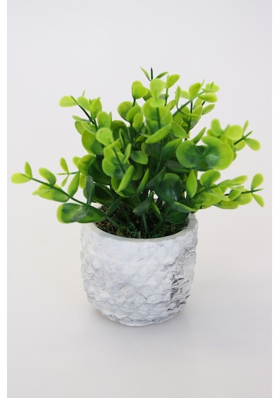 Dekoratif Beton Saksıda Şimşir Tanzimi 15 Cm