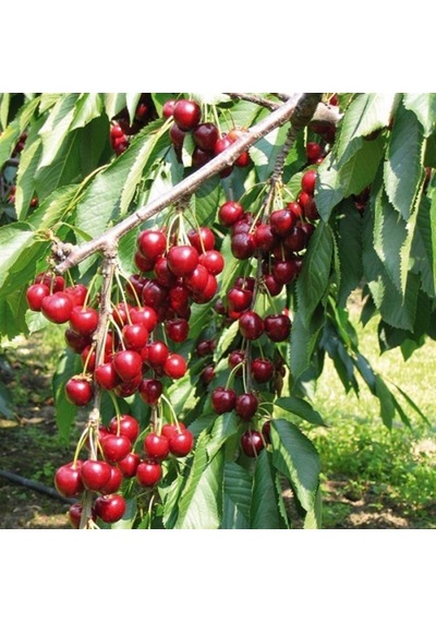 Tüplü Çok Erkenci Bol Verimli Yarı Bodur Vista Kiraz Fidanı