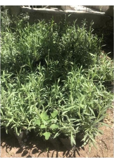 Aromatik Kokulu Lavanta Fidanı 1 Adet Angustifolia 10-20 Cm Cüce1q2cüce1q2