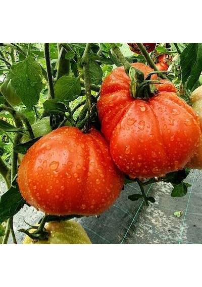 Rote Pear Etli Armut Domates Tohumu 15 Tohum