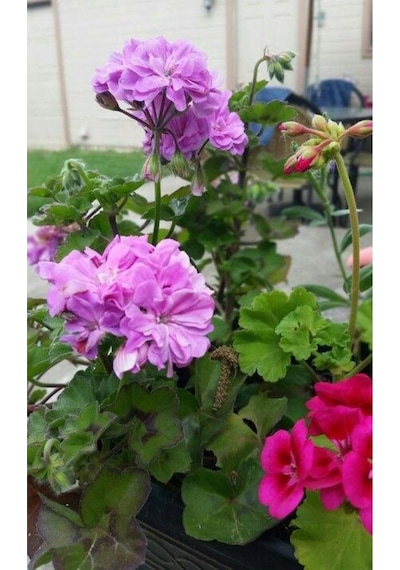 Lila Sardunya Çiçeği 10-20 Cm Potted Lilac Geranium Flower