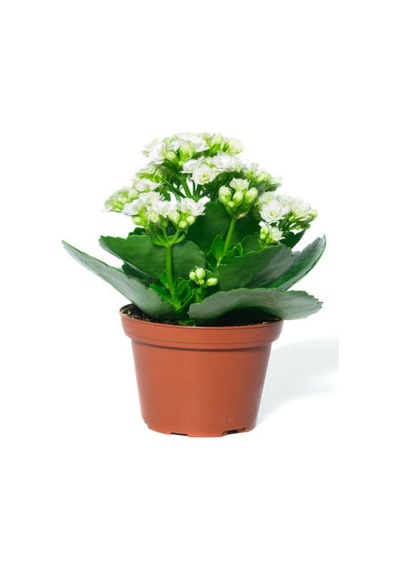 Beyaz Renk Kalanşo Emel Hanım Çiçeği 1 Adet Saksılı 15-25cm Çiçekli Bodur Bitki Kalanchoe