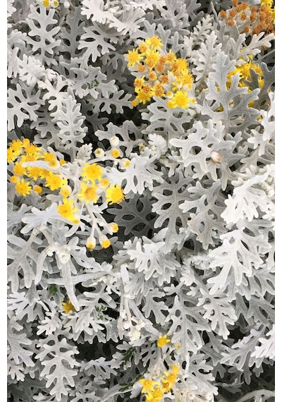 Gümüşi Cineraria Senecio Cineraria Fidanı - Bahçenize Zarif Bir