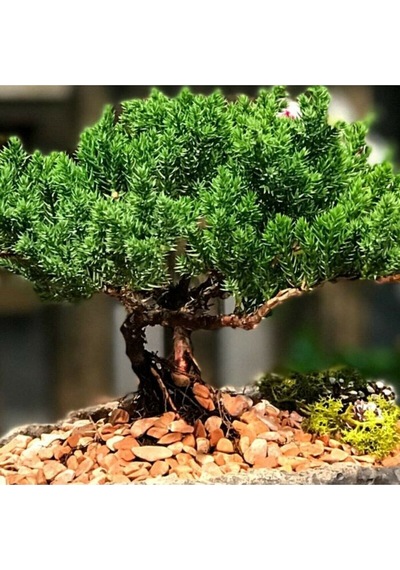5 Adet Ardıç Bonsai Tohumu