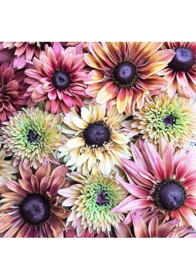 10 Adet Sahara Rubeckia Mix Tohumu