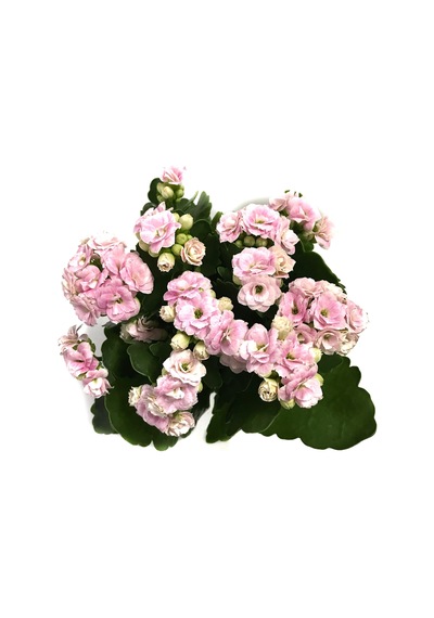 Kalanchoe Calandiva 'Pink' (Kalanşo Çiçeği) Ø10,5 CM Y15-20 CM