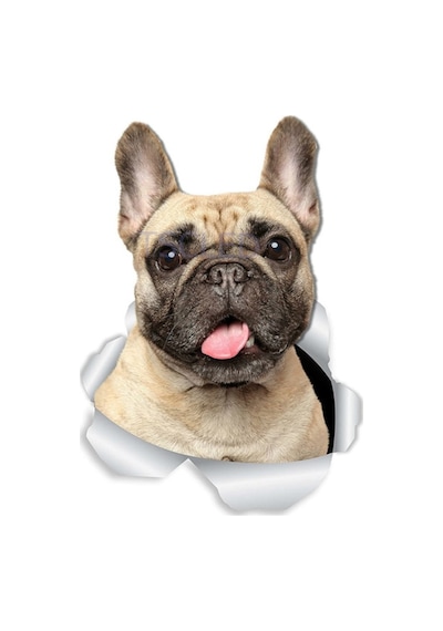 Sevimli Fransız Bulldog Köpek Sticker Yapıştırması