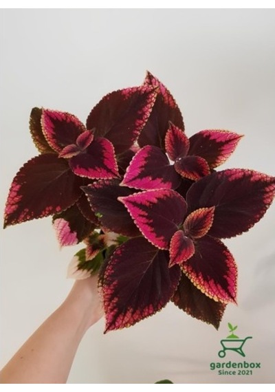 Alacalı Yaprak Güzeli Çiçeği 3 Adet Saksıda Kolyos Coleus 10-20 Cm