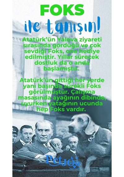 Petjoo 29.Foks Mavi-Yeşil Qr'lı Köpek Künyesi
