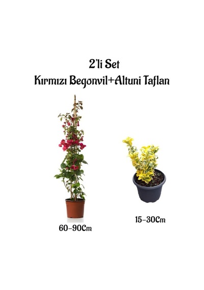 Kırmızı Renk Sarmaşık Begonvil Çiçeği+altuni Taflan 2'li Set Dış Mekan Bitkileri