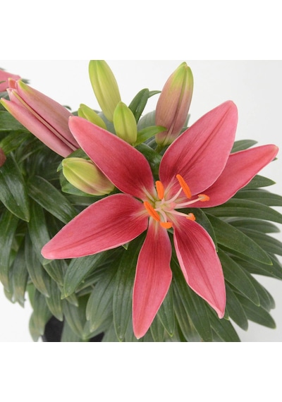 Pembe Renkli Kokulu Zambak Tiny Pearl Lilium Soğanı (1 Adet)